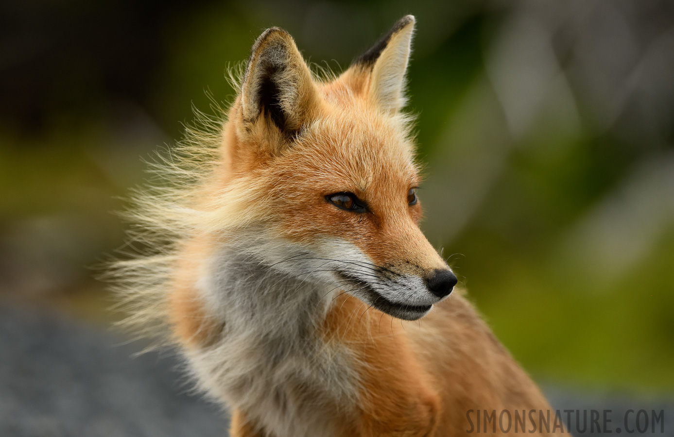 Vulpes vulpes deletrix [400 mm, 1/500 sec at f / 8.0, ISO 1600]